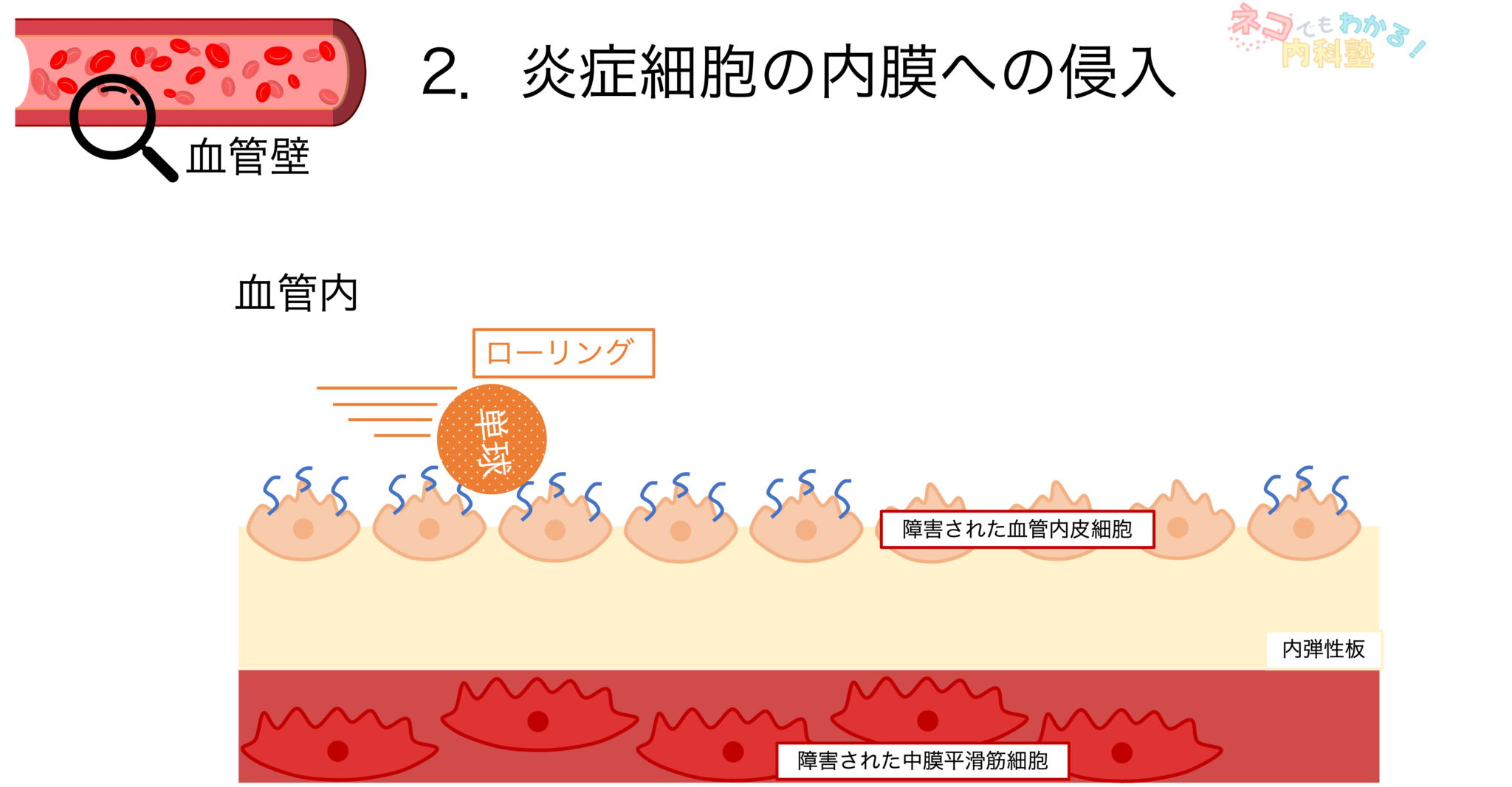 血管壁の構造: 血管の構造と働き – MHXXYH